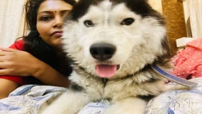 మున్సిపల్ కమిషనర్ కుక్క అదృశ్యం.. వెతికిపట్టుకునేందుకు పోలీసుల తిప్పలు.. 36 గంటల్లో 500 ఇళ్లలో సోదాలు