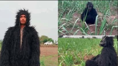 ಕೋತಿಗಳ ನಿರಂತರ ಹಾವಳಿ : ಬೆಳೆ ರಕ್ಷಣೆಗೆ ಕರಡಿ ವೇಷ ತೊಟ್ಟ ರೈತರು