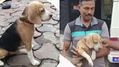 പാലാ ടൗണിൽ അലഞ്ഞുതിരിഞ്ഞ് മുന്തിയ ഇനം നായക്കുട്ടി, 'മുതലാളീ, വേഗം വരണേ' എന്ന് കേരള പൊലീസ്