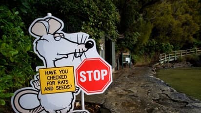 തദ്ദേശീയ പക്ഷികളെ സംരക്ഷിക്കാന്‍ അവസാനത്തെ എലിയെയും കൊന്നൊടുക്കാന്‍ ന്യൂസിലാൻഡ്