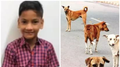 തെരുവുനായ്ക്കൾ ആക്രമിച്ച് കൊലപ്പെടുത്തിയ നിഹാലിന്റെ കുടുംബത്തിന് 10 ലക്ഷം അനുവദിക്കും; മന്ത്രിസഭയോ​ഗ തീരുമാനം