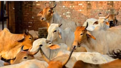 கழுத்தை நெரிக்கும் அளவிற்கு கடன்...பசு மாட்டிற்கு இந்த 1 பொருளை மட்டும் தானம் கொடுத்தால் போதும்!