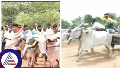 ಬಯಲುಸೀಮೆ ಬುಡಕಟ್ಟು ಸಮುದಾಯದಿಂದ ಜೋಡೆತ್ತುಗಳ ಎತ್ತಿಗಾಡಿ ಓಟ ಸ್ಪರ್ಧೆ, ರೈತರ ಸಂಭ್ರಮ