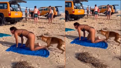 ಬಿಕಿನಿ ಧರಿಸಿ ಬಿಂದಾಸ್ ಆಗಿ ಬೀಚ್‌ನಲ್ಲಿ ಮಲಗಿದ್ದ ಯುವತಿ ಮೇಲೆ ನಾಯಿ ದಾಳಿ: ವೀಡಿಯೋ ವೈರಲ್ 