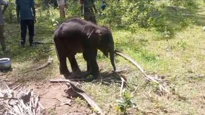 After 13-day wait for mother, elephant calf Krishna passes away