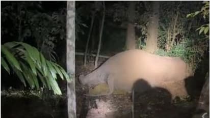 കാട്ടാന ഷോക്കേറ്റ് കിടന്നത് മണിക്കൂറുകൾ, നാട്ടുകാരെത്തി ഫ്യൂസ് ഊരിയതിനാൽ രക്ഷപ്പെട്ടു  