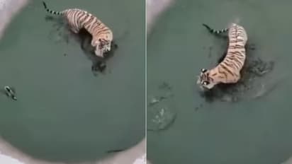 കടുവയെ വട്ടം കറക്കുന്ന താറാവ്; രസകരമായ വീഡിയോ...