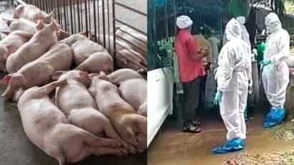 Kerala: 310 pigs culled in Thrissur over African Swine Fever outbreak