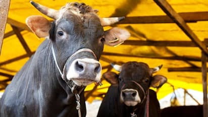 ബക്രീദ്; 'മൃഗബലി നടത്തേണ്ടത് എല്ലാ മര്യാദകളോടും കൂടി...'