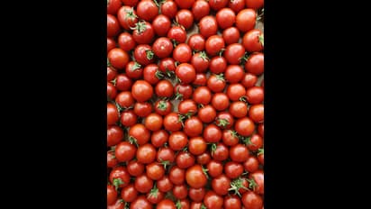 கடன் சுமையில் சிக்கித்தவித்த குடும்பம்.. தக்காளி செய்த அற்புதம் - 45 நாட்களில் 4 கோடி சம்பாதித்த விவசாயி!