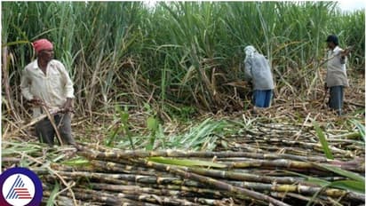 KEA scandal: Police probe reveals Bluetooth devices were distributed in sugarcane field!