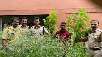 നഗരത്തിൽ രണ്ട് മീറ്റർ വരെ വലിപ്പമുള്ള പൂര്‍ണവളര്‍ച്ചയെത്തിയ ചെടികൾ, കഞ്ചാവ് വളർന്നത് ആരുമറിഞ്ഞില്ല, ഒടുവിൽ...