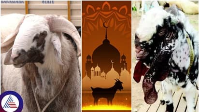 ಬಕ್ರೀದ್ ಕುರ್ಬಾನಿ: ಲಕ್ಷಕ್ಕೆ ಬಿಕರಿಯಾದ ಟಗರು, ಹೋತಗಳು ಇಲ್ಲಿವೆ ನೋಡಿ..