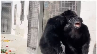 പരീക്ഷണ ലബോറട്ടറിയില് നിന്ന് രക്ഷപ്പെട്ട ചിമ്പാന്സി 26 വര്ഷത്തിന് ശേഷം ആദ്യമായി ആകാശം കാണുന്ന വീഡിയോ വൈറല്