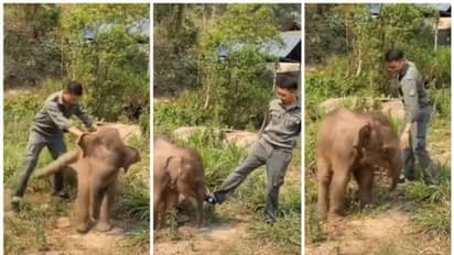 ആനക്കുട്ടിയോടൊത്ത് വനം വകുപ്പ് ഉദ്യോഗസ്ഥന്റെ തമാശക്കളി; വൈറല് വീഡിയോ