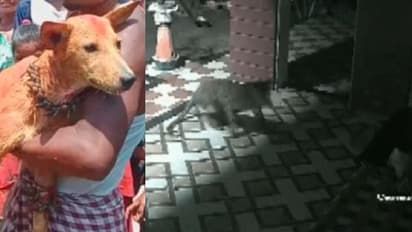 ಮನೆಯತ್ತ ಬಂದ ಚಿರತೆಯನ್ನು ಬೊಗಳಿ ದೂರ ಓಡಿಸಿದ ಶ್ವಾನ: ವೀಡಿಯೋ ವೈರಲ್ 