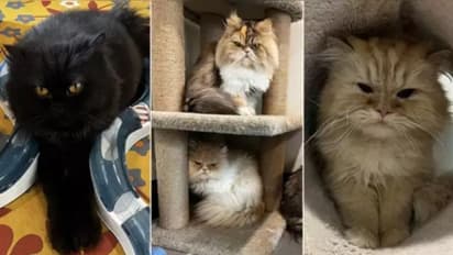 മരിക്കുന്നതിന് മുമ്പ് 2.4 കോടിയുടെ സ്വത്ത് പൂച്ചകളുടെ പേരില്‍ എഴുതിവച്ചു ; പൂച്ചകള്‍ക്കായി ഇപ്പോള്‍ കടിപിടി