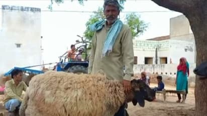 Eid al - Adha: ಅಬ್ಬಾ.. ಈ ಕುರಿಗೆ ಹರಾಜಲ್ಲಿ 1 ಕೋಟಿ ರೂ. ಬೆಲೆ: ಆದರೂ ಮಾರಲ್ಲ ಎಂದ ಕುರಿಗಾಹಿ; ಕಾರಣ ಹೀಗಿದೆ..