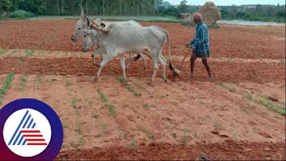 Northern Karnataka: Drought and dying crops force farmers to migrate to cities for work