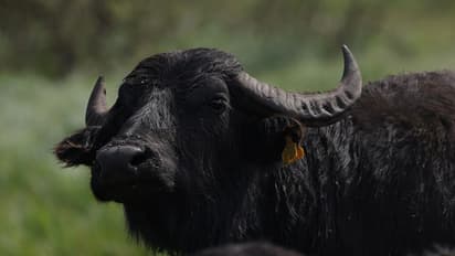 28 വര്ഷം മുമ്പ് ബസിടിച്ച് പോത്ത് ചത്ത കേസിൽ 83 കാരനായ പക്ഷാഘാതം വന്ന കിടപ്പ് രോഗിക്ക് അറസ്റ്റ് വാറണ്ട് !