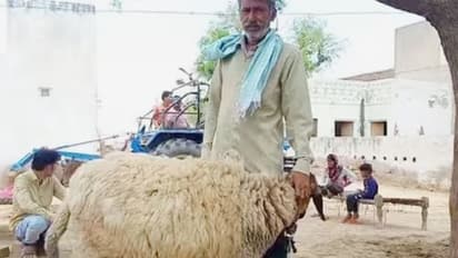 இன்ஷா அல்லாஹ்... ஆட்டின் விலை ரூ.1 கோடி: விற்க மறுத்த உரிமையாளர்!