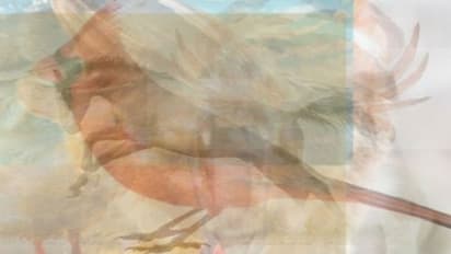 இந்த படத்தில் முதல்ல உங்க கண்ணுக்கு தெரியிற விலங்கு எது? அதுக்கும் உங்க காதலுக்கும் தொடர்பு இருக்கு தெரியுமா?