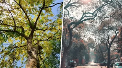 Scorching Summers to Chilly Winters: Delhi weather has it all