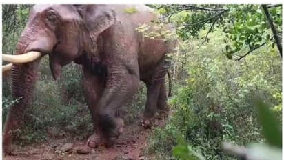 ബാഹുബലി ആരോഗ്യവാൻ, തൽക്കാലം പിടിക്കില്ല; മയക്കുവെടി വെക്കാനുളള തീരുമാനം മരവിപ്പിച്ചു 