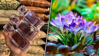 Saffron: The Golden Spice with 7 amazing health benefits