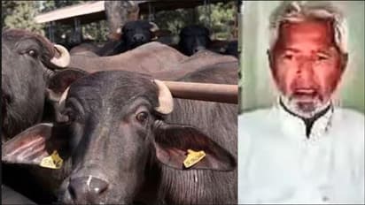 ಎಮ್ಮೆಗೆ ಡಿಕ್ಕಿ:ಹಾಸಿಗೆ ಹಿಡಿದ 83ರ ವೃದ್ಧನ ವಿರುದ್ಧ  29 ವರ್ಷ ಹಳೆ ಕೇಸಲ್ಲಿ ಬಂಧನ ವಾರಂಟ್‌