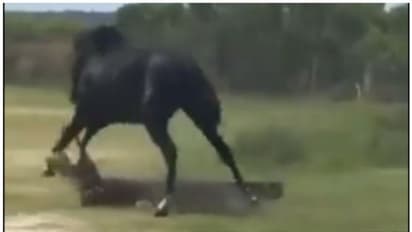 മുതലയും കുതിരയും ഏറ്റുമുട്ടിയാല് ആരാകും വിജയി ? കാണാം ആ അങ്കക്കാഴ്ച