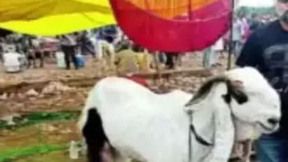 ரூ.6 லட்சம் விலை போன ‘ஷாரூக்கான்’ ஆடு!