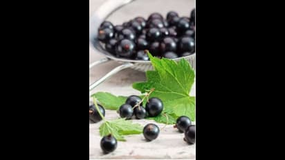 ഒരു പിടി ഞാവൽപ്പഴം മതി, ഈ അസുഖങ്ങളെ അകറ്റി നിർത്താം