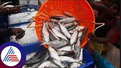 ಬೆಂಗಳೂರು: ನಗರದ ಕೆರೆಗಳಲ್ಲಿ 9 ಸಾವಿರ ಟನ್ ಮೀನು ಉತ್ಪಾದನೆ!