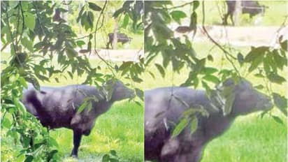 ജെല്ലിക്കെട്ട് മോഡൽ ഓട്ടം; 5 പോത്തുകള്‍ ഫാമിൽ നിന്നും പുറത്ത് ചാടി, പെരുമ്പളം ദ്വീപിലേക്ക് നീന്തിക്കയറി