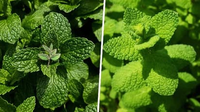 From digestive support to pain relief: unveiling the miraculous benefits of Mint leaves