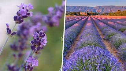 From Skin care to Mood booster: Lavender being the magic aromatic herb
