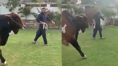 ரூ.4 கோடி மதிப்புள்ள காளையை வாங்கி இறைச்சியை ஏழைகளுக்கு கொடுத்த ஷாகீத் அப்ரிதி!