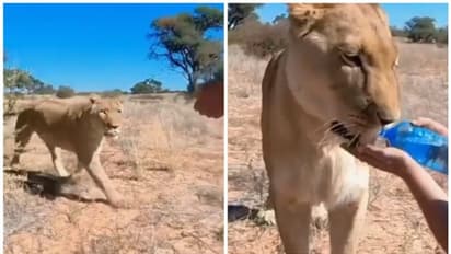 കുപ്പിയില് നിന്നും ഉള്ളം കൈയിലേക്ക് ഒഴിക്കുന്ന വെള്ളം കുടിക്കുന്ന പെണ്സിംഹം; വീഡിയോ വൈറല്