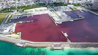 നോക്കി നില്ക്കെ കടലിന്റെ നിറം മാറി, ഭയന്ന് വിറച്ച് നഗരം; കാരണം ബിയര്