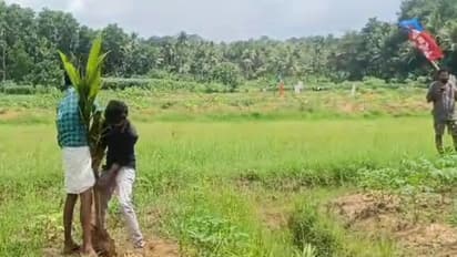 കിളിമാനൂരില്‍ നെല്‍വയല്‍ നികത്തി തെങ്ങ് നട്ടു; പിഴുതുമാറ്റി എഐവൈഎഫ് പ്രവർത്തകർ