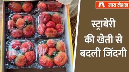 स्ट्राबेरी बेचकर बाराबंकी के सत्येंद्र वर्मा को 1st टाइम मिले 5 हजार रु., अब एक झटके में कमाते हैं 20 लाख