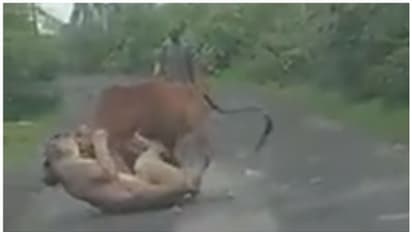  പട്ടാപ്പകല്‍ നടുറോഡില്‍ പശുവിന്‍റെ കഴുത്തിന് പിടിച്ച് പെണ്‍സിംഹം; ഓടിച്ച് വിട്ട് കര്‍ഷകന്‍, വൈറല്‍ വീഡിയോ !