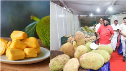 അനന്തപുരി ചക്ക മഹോല്സവത്തിന് തുടക്കമായി; കാണികൾക്കായി ചക്കപ്പഴം തീറ്റ മൽസരം