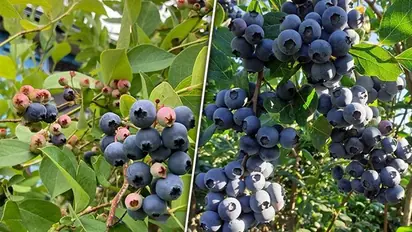 From promoting heart health to weight management: Blueberry is a wonder fruit