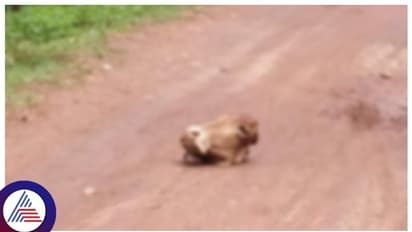 Uttara Kannada: ದೇಹದಿಂದ ಬೇರ್ಪಟ್ಟ ಗೋವಿನ ತಲೆ ನಡು ರಸ್ತೆಯಲ್ಲಿ ಪತ್ತೆ!