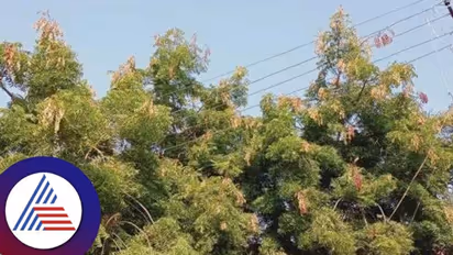 ಕಲ್ಯಾಣ ಕರ್ನಾಟಕದ ಹಸಿರುಗೆ ರಾಜ್ಯ ಸರ್ಕಾರದಿಂದಲೇ ಕೊಡಲಿ ಏಟು!