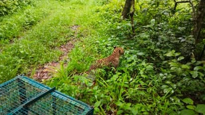 സീതത്തോട്ടിൽ അവശനിലയിൽ കണ്ടെത്തിയ പുലിക്ക് 'കനെയ്ന് ഡിസ്റ്റെംപർ'; ചികിത്സയ്ക്ക് ശേഷം തിരികെ വനത്തിലേക്ക്