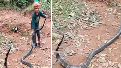 രാജവെമ്പാലയുടെ വാലിൽ പിടിച്ച് ആറ് വയസുകാരൻ, ഇത് അപകടകരം എന്ന് സോഷ്യൽ മീഡിയ