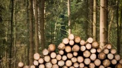 Over 5 lakh trees face axe in Tumakuru for Green energy expansion in Karnataka: Report